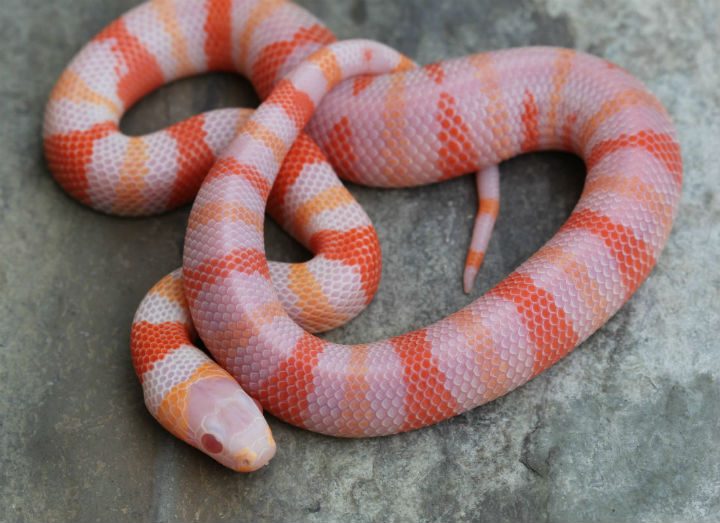 Albino Honduran Milk Snake